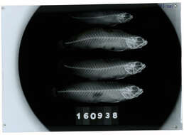 صورة Amblygobius bynoensis (Richardson 1844)