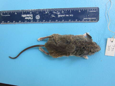 Image of White-footed Deermouse