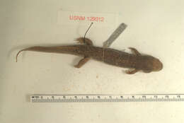 Image of Black mountain salamander