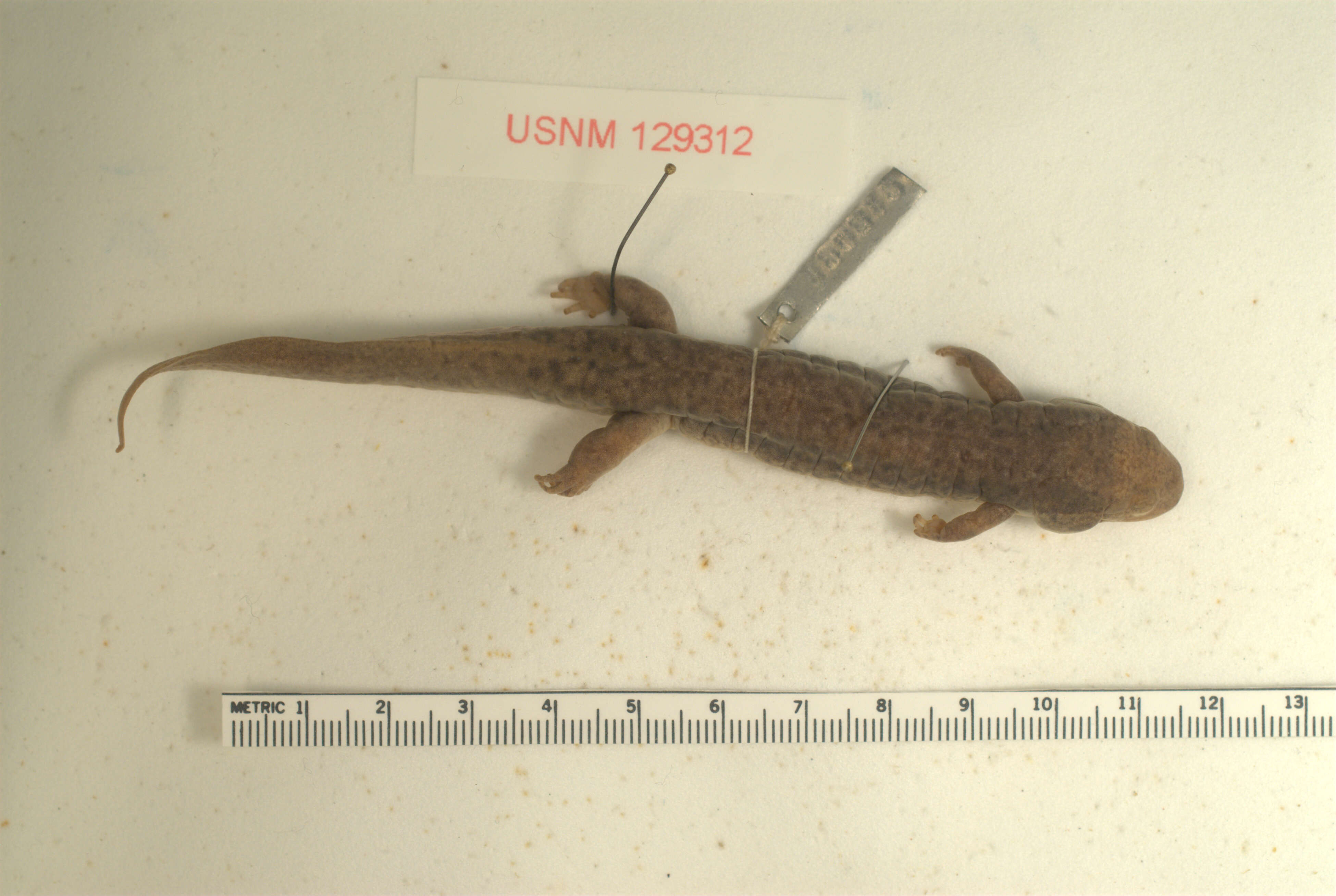 Image of Black mountain salamander