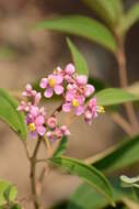 Conostegia xalapensis (Bonpl.) D. Don的圖片