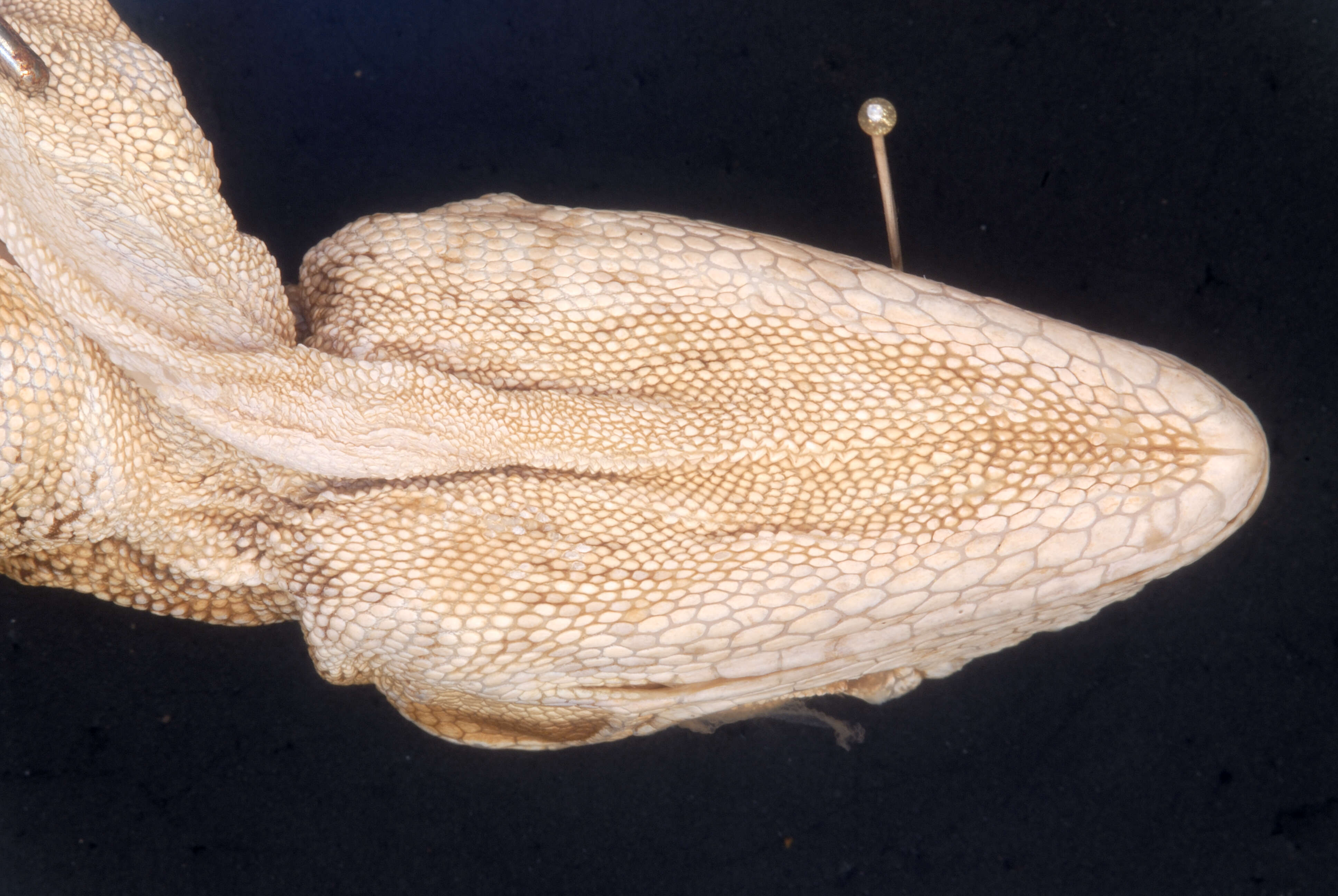 Sivun Anolis microtus Cope 1871 kuva