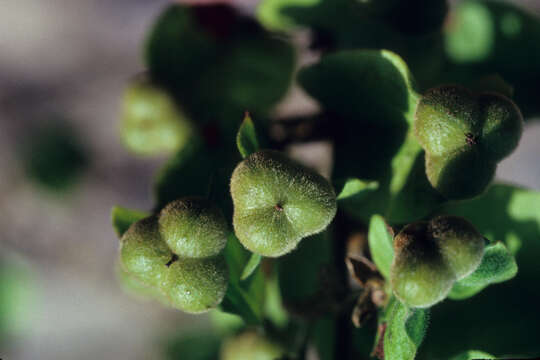 Image of Serjania pannifolia Radlk.