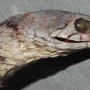 Xenochrophis flavipunctatus (Hallowell 1861) resmi