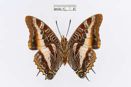 Imagem de Charaxes druceanus Butler 1869