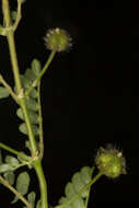 Image de Tribulus cistoides L.