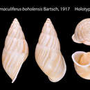 Image de <i>Amphidromus maculiferus boholensis</i> Bartsch 1917