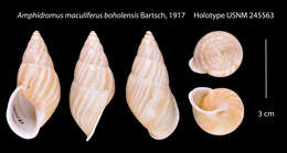 Image of <i>Amphidromus maculiferus boholensis</i> Bartsch 1917