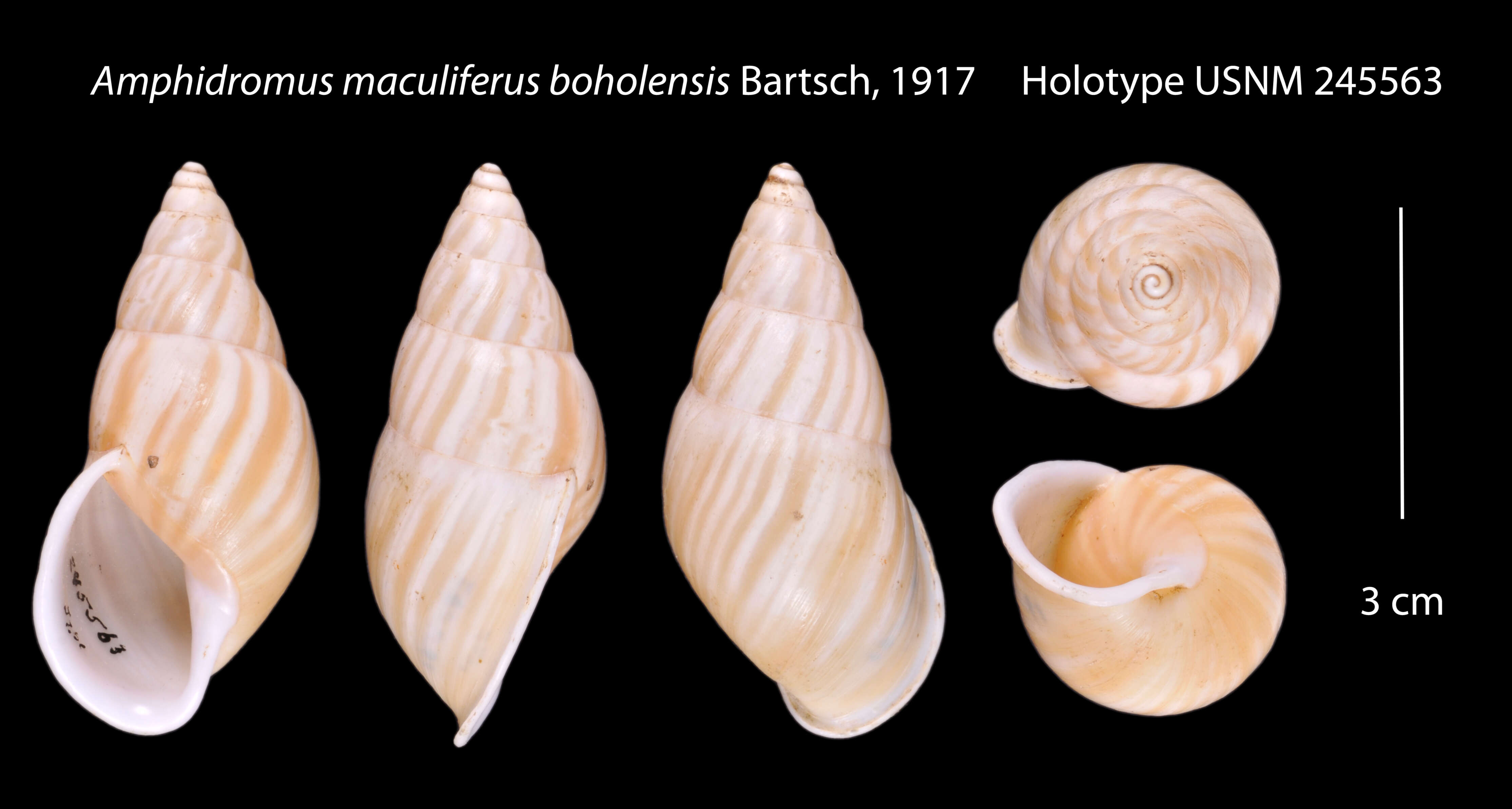 Image of <i>Amphidromus maculiferus boholensis</i> Bartsch 1917