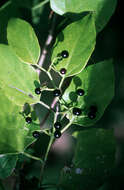 Cissus verticillata (L.) Nicolson & C. E. Jarvis resmi