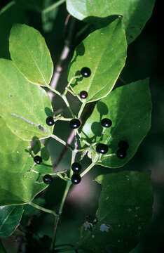 Image of seasonvine