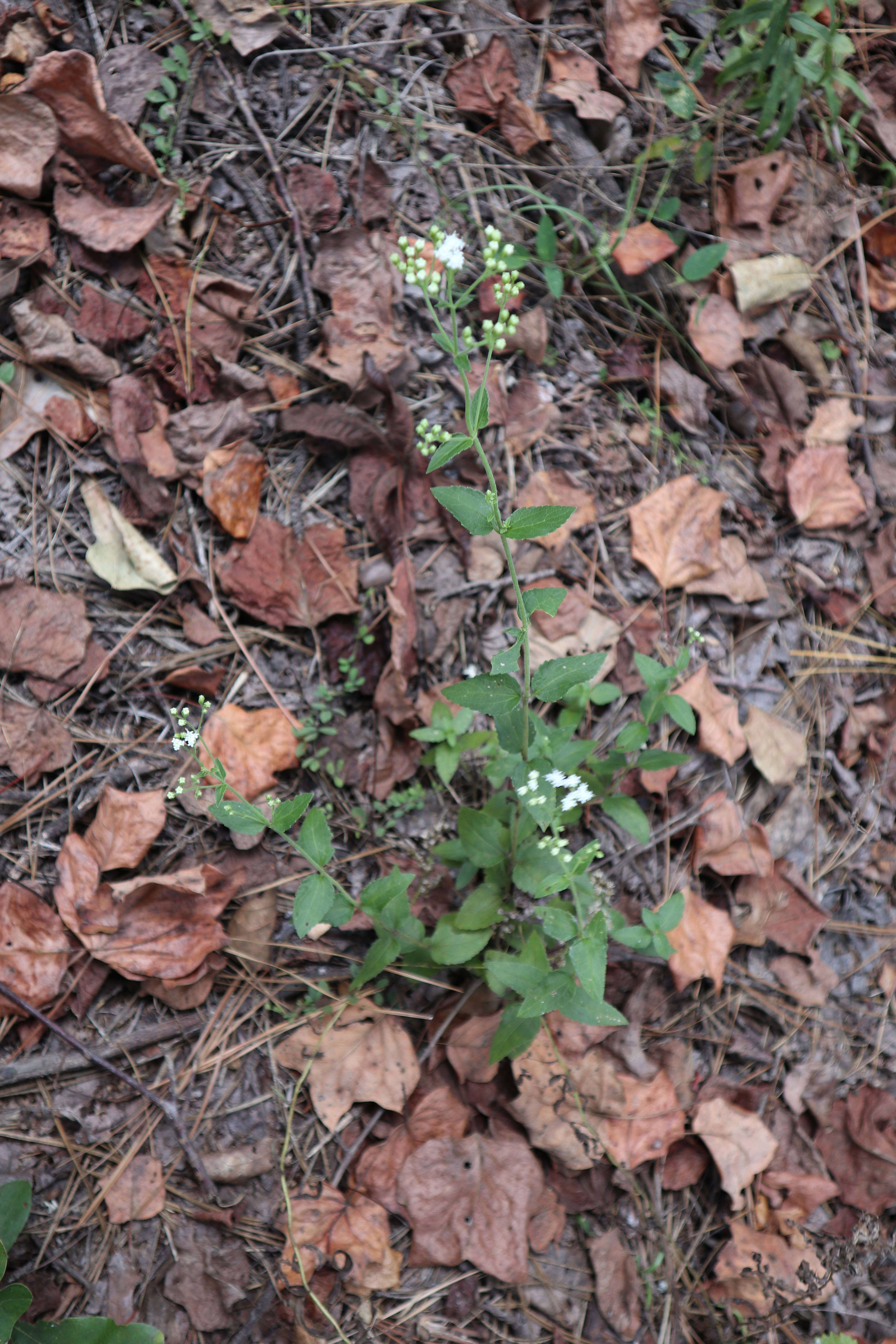 Eupatorium rotundifolium L. resmi