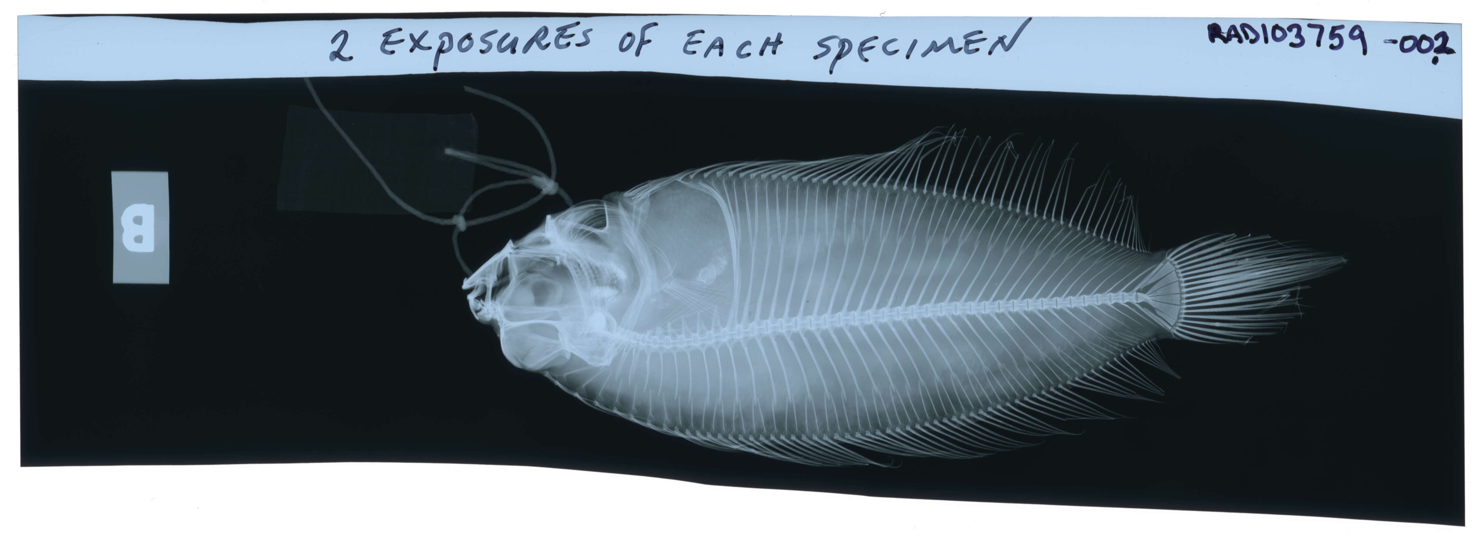 Слика од Poecilopsetta plinthus (Jordan & Starks 1904)