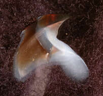 Image of Coffee bean scaled squid