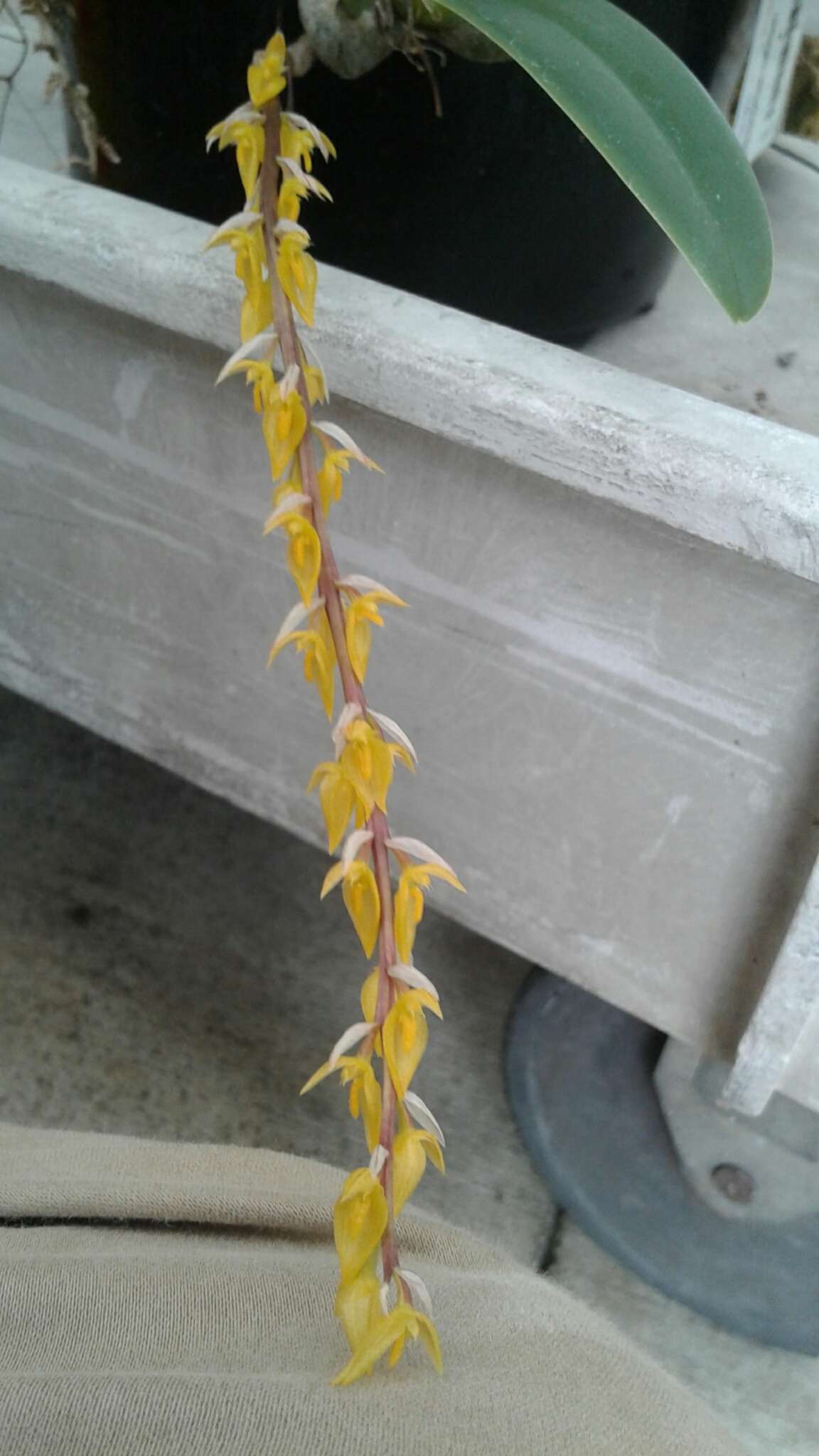Image de Bulbophyllum rufinum Rchb. fil.