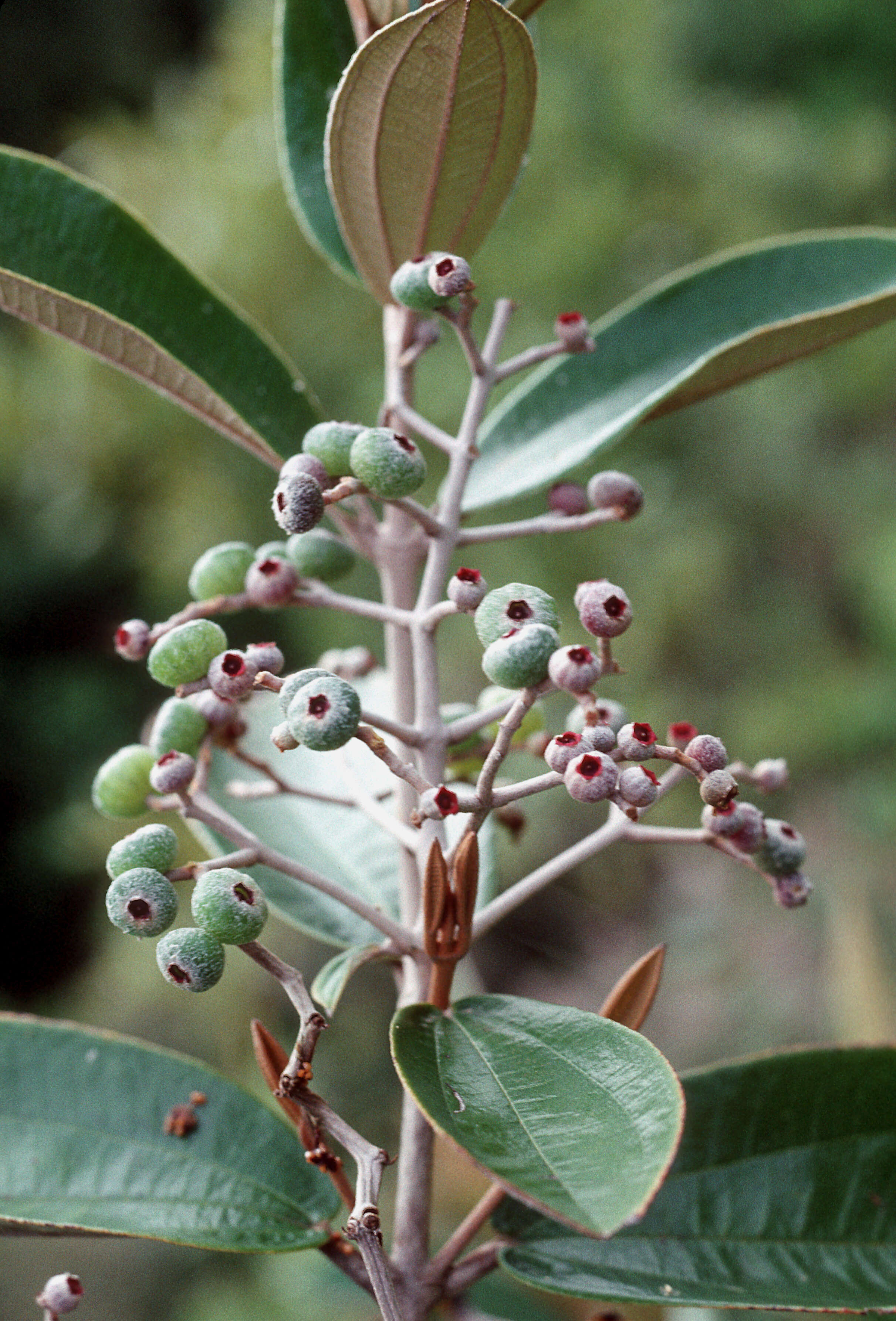 Image of Miconia albicans (Sw.) Steud.