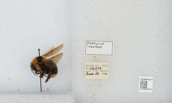 Image de Bombus insularis (Smith 1861)