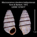 Image of Macroceramus claudens baitiquiriensis C. Torre & Bartsch 2008