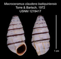 Image of Macroceramus claudens baitiquiriensis C. Torre & Bartsch 2008