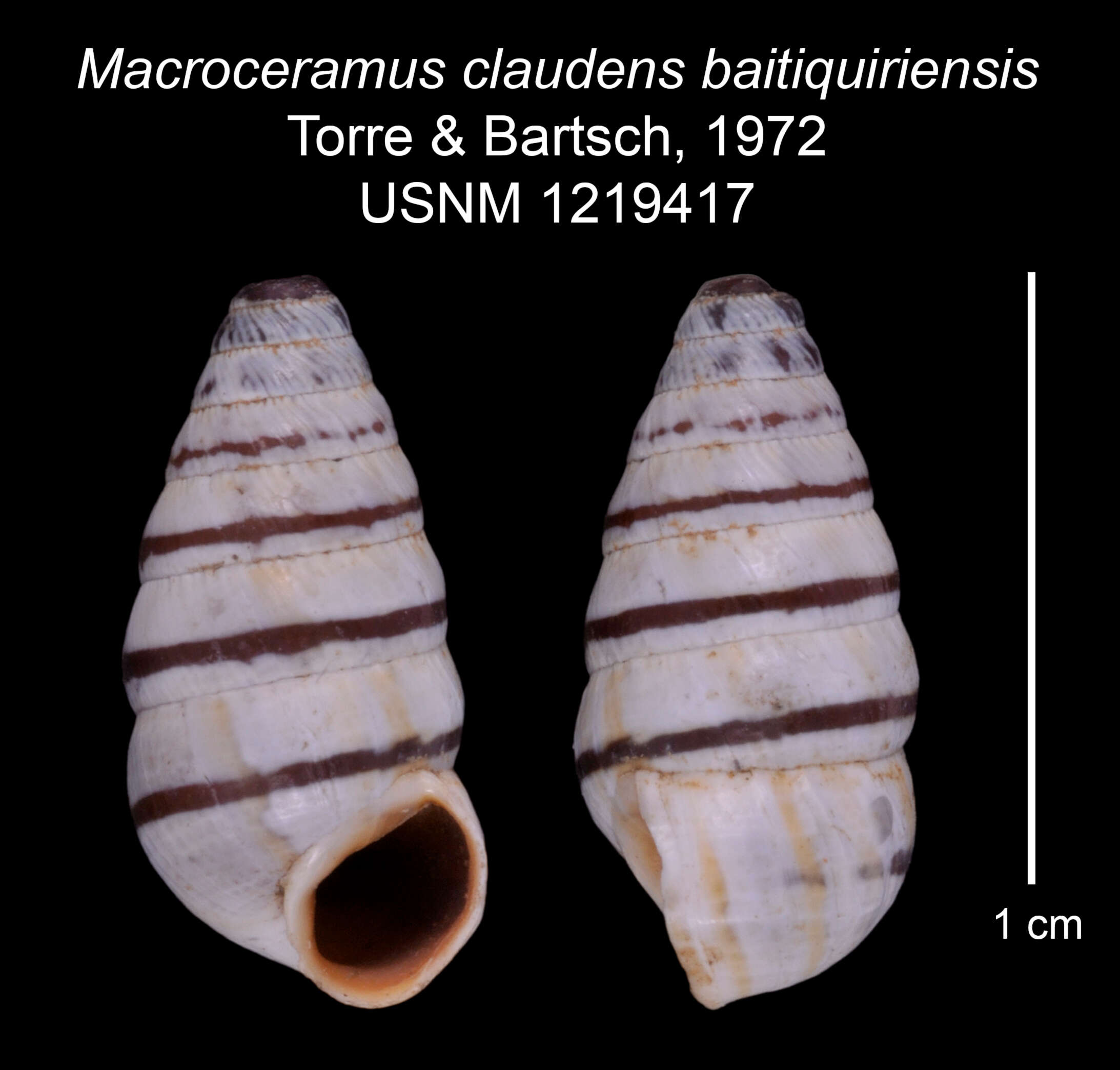 Image of Macroceramus claudens baitiquiriensis C. Torre & Bartsch 2008