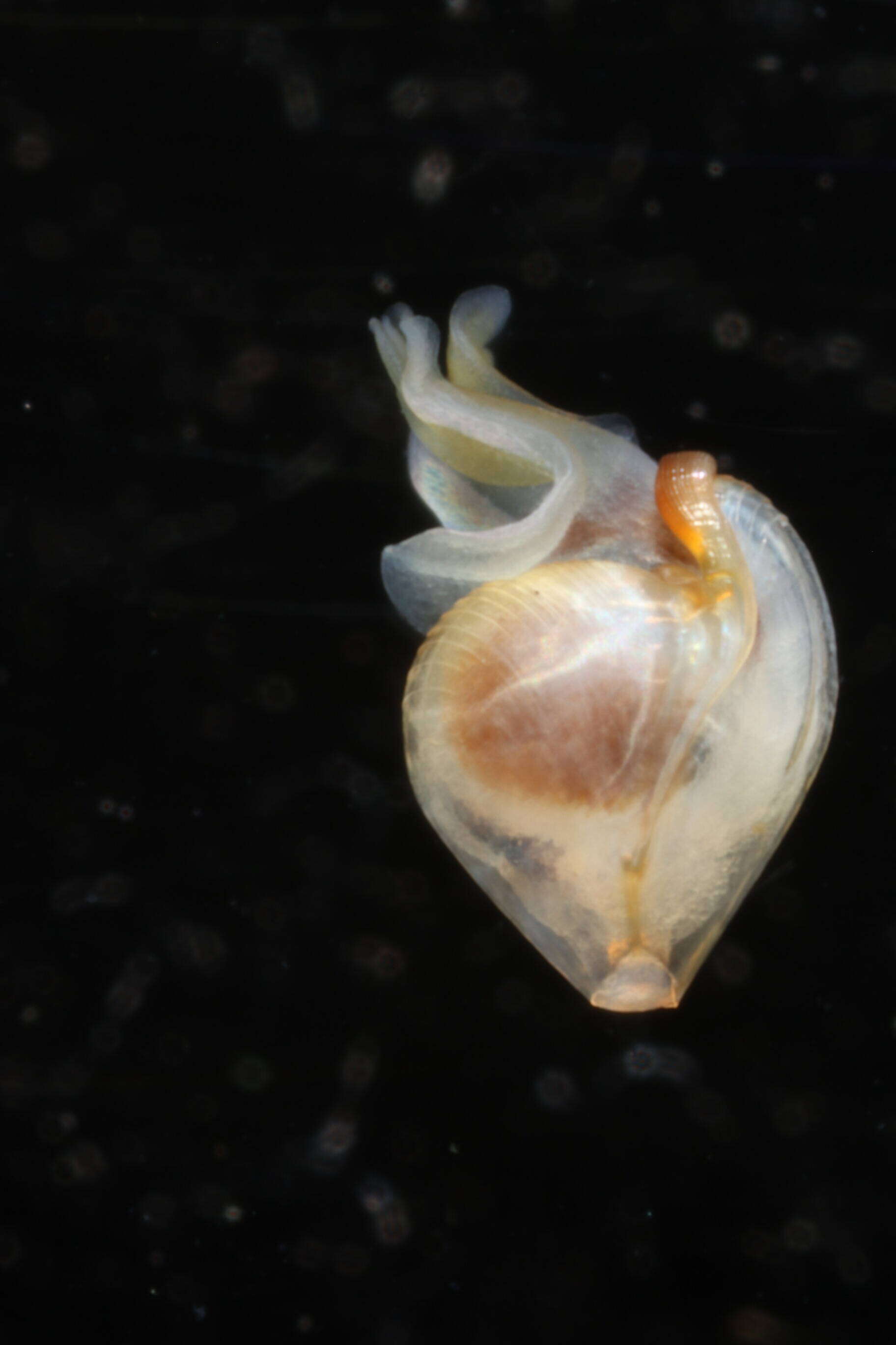 Image of Telodiacria Rampal 2019