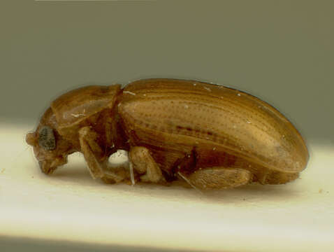 Image of Neocrepidodera sublaevis (Motschulsky 1859) Motschulsky 1859