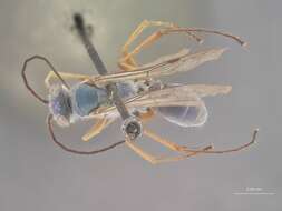 صورة Auplopus opacus Dreisbach 1963