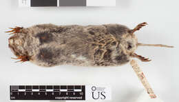 Image of Yelm pocket gopher