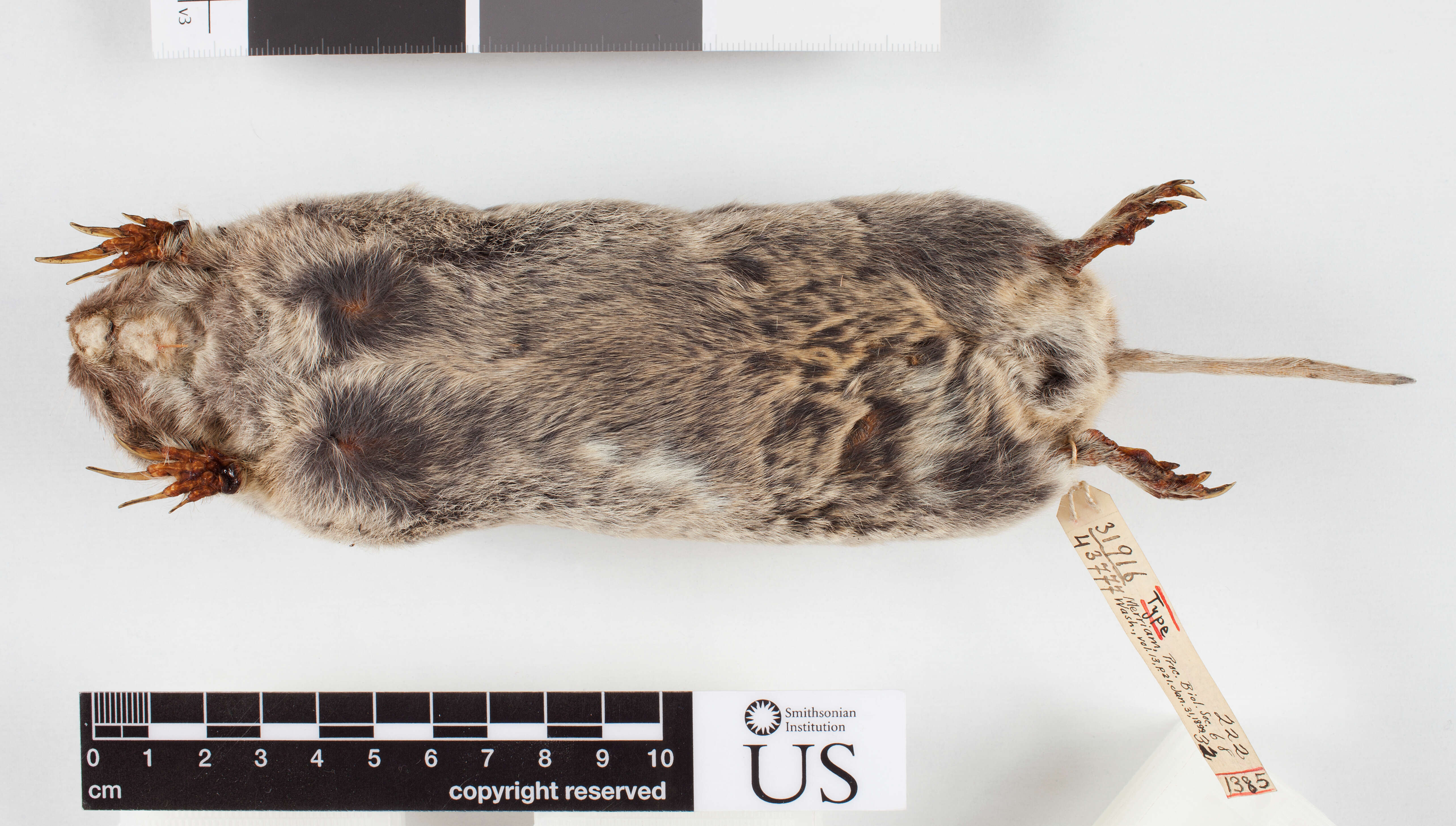 Image of Yelm pocket gopher