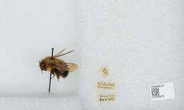 Image of Bombus vagans vagans Smith 1854