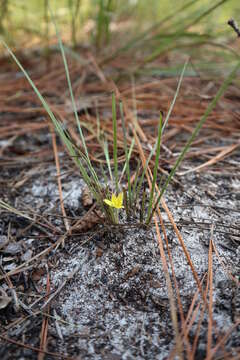 Image of Bristle-Seed Yellow Star-Grass