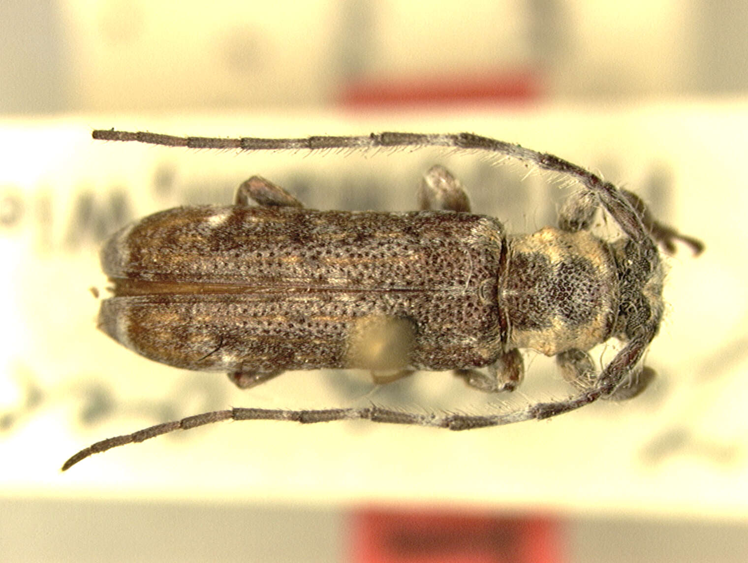 Image of Sybrodoius tippmanni Breuning 1957