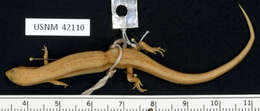 Image of Ryukyu short-legged skink