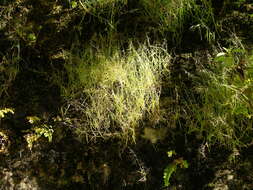 Image of Muhlenbergia ciliata (Kunth) Kunth