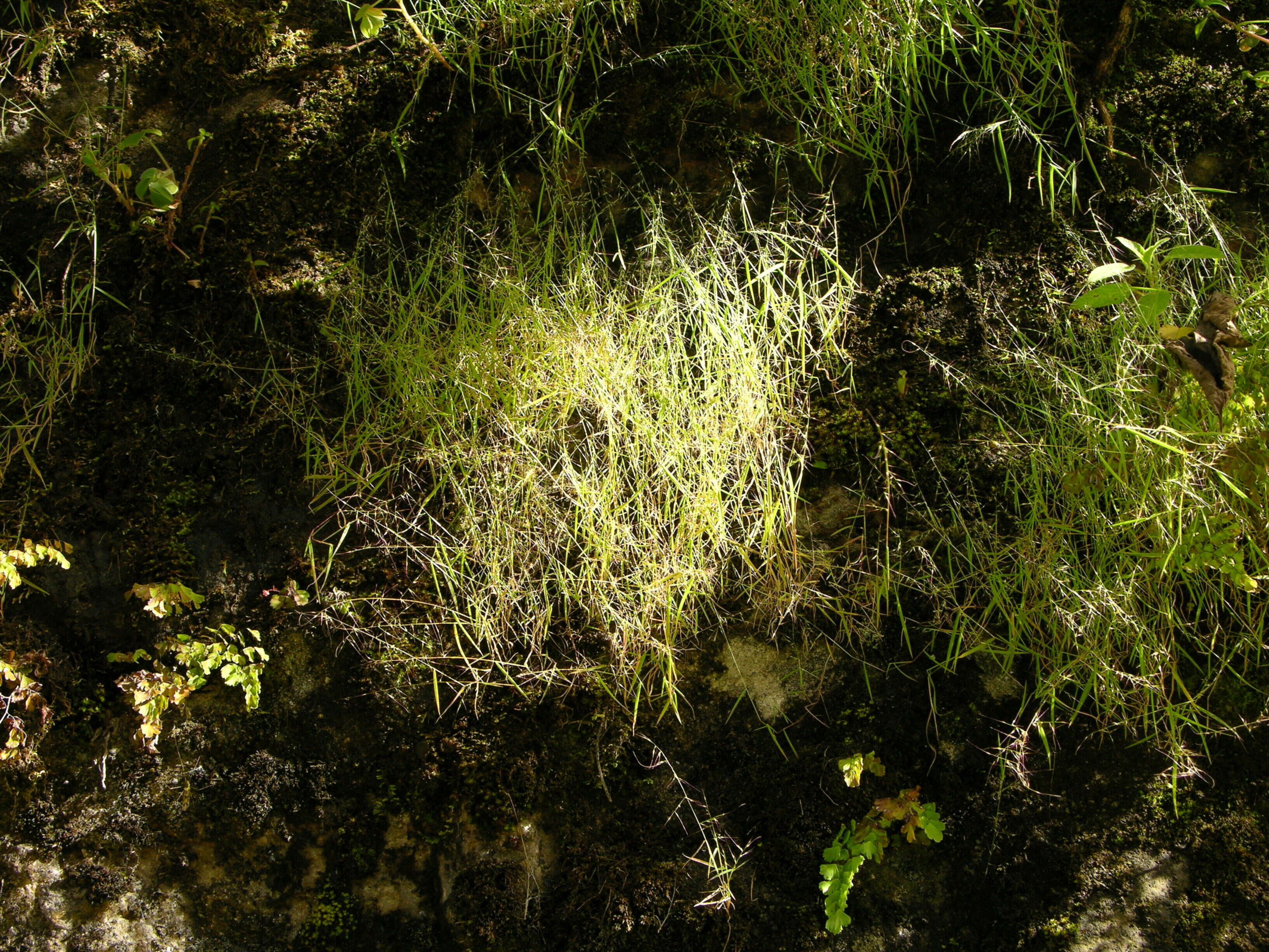 Plancia ëd Muhlenbergia ciliata (Kunth) Kunth