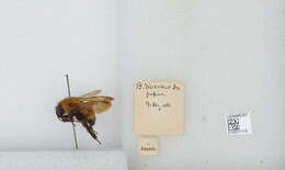 Imagem de Bombus diversus Smith 1869