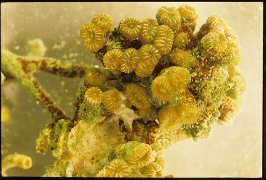 Image of Golfball Coral