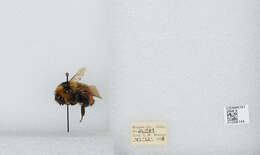 Слика од Bombus huntii Greene 1860