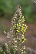 Image of sorghum