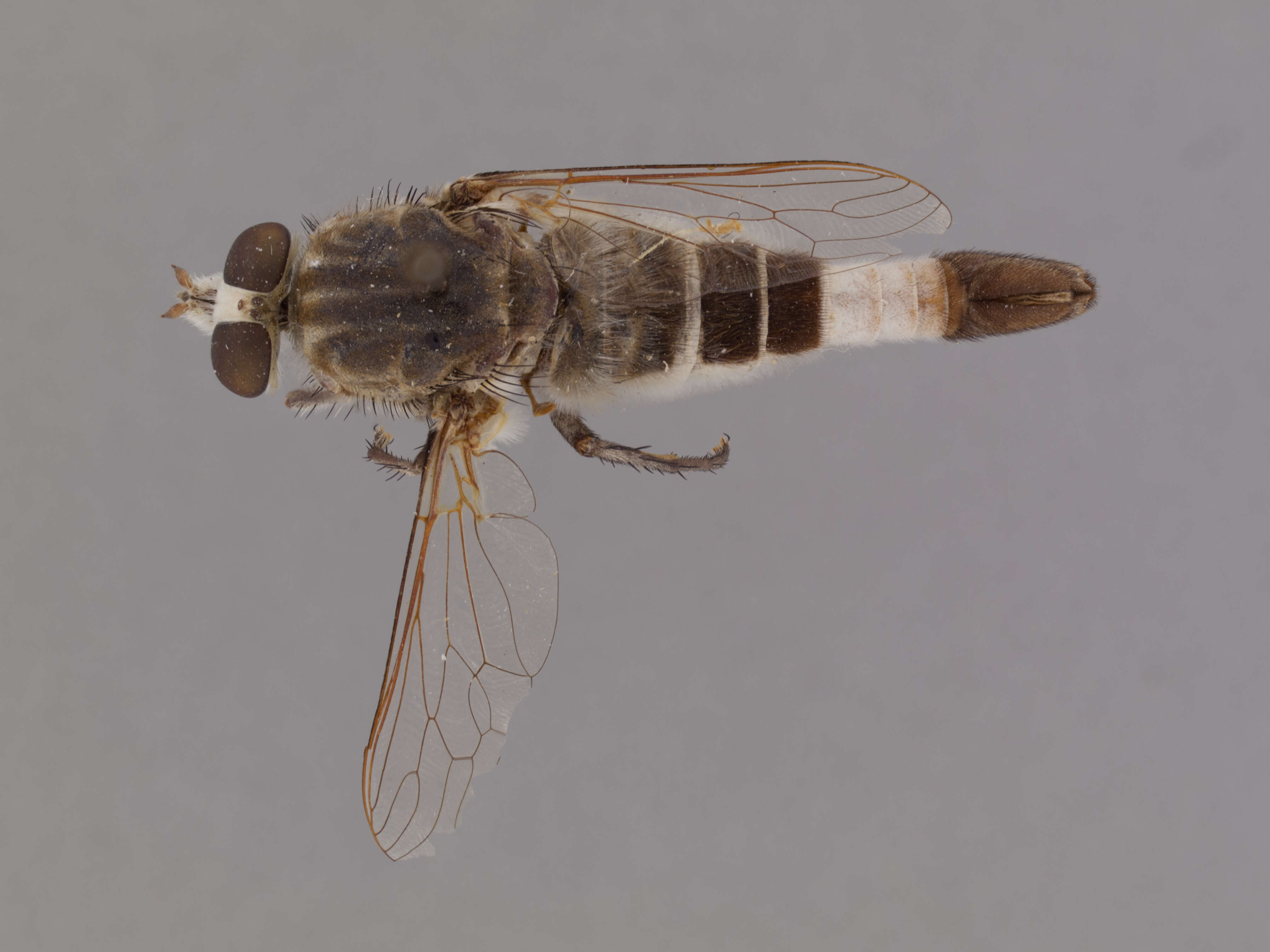 Image of Apiocera aldrichi Painter 1938