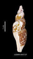 Image of Miomelon turnerae Dell 1990