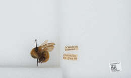 Слика од Bombus appositus Cresson 1879