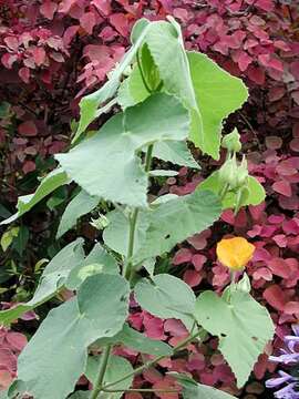 Image of hairy Indian mallow