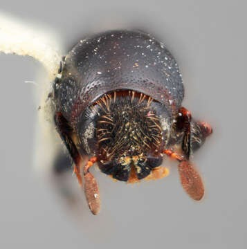 Image of Scolytus binodus Wood 1982