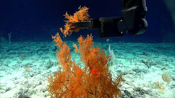 Image of Black coral