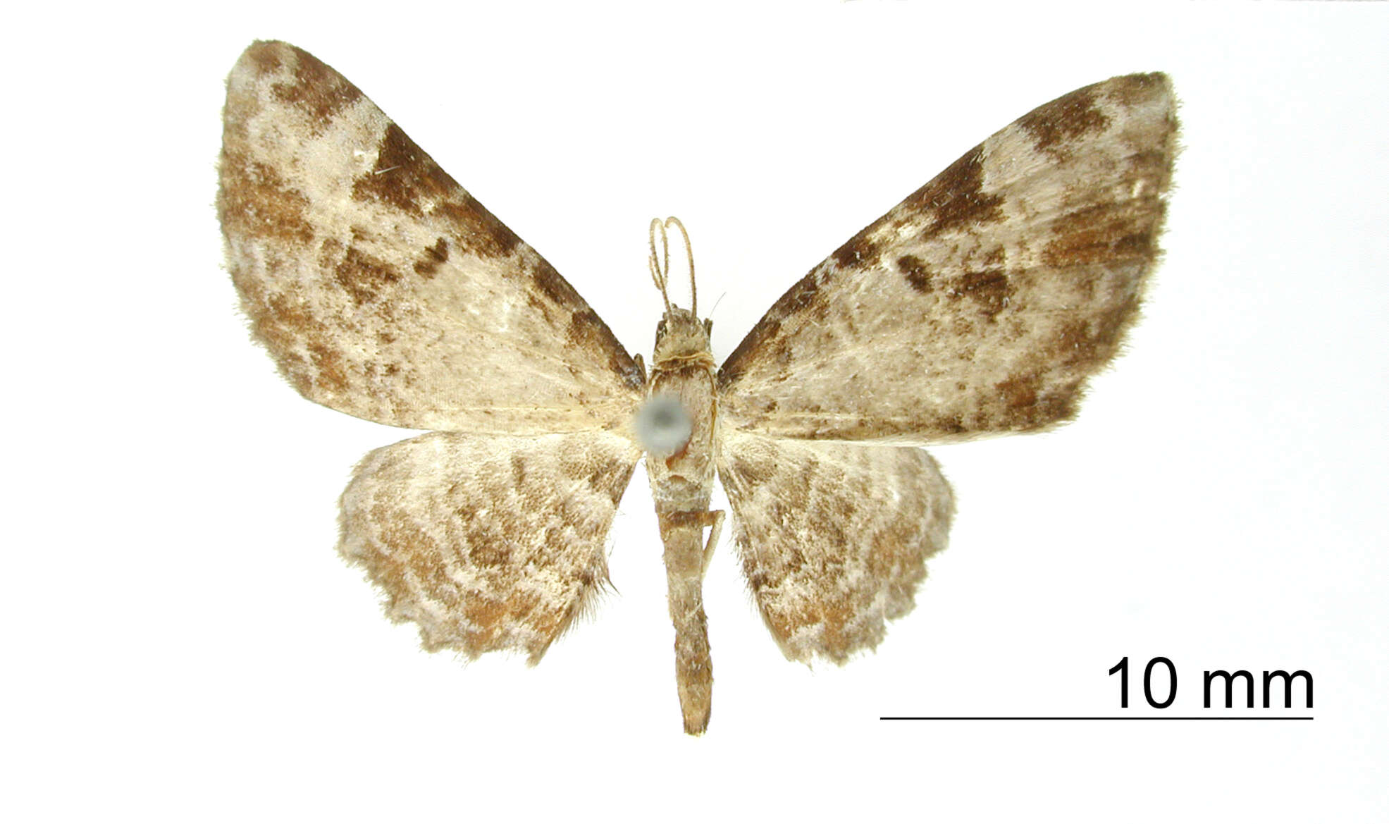 Image of Phibalapteryx fusconotata Dognin 1901