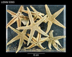 Astropecten americanus (Verrill 1880)的圖片