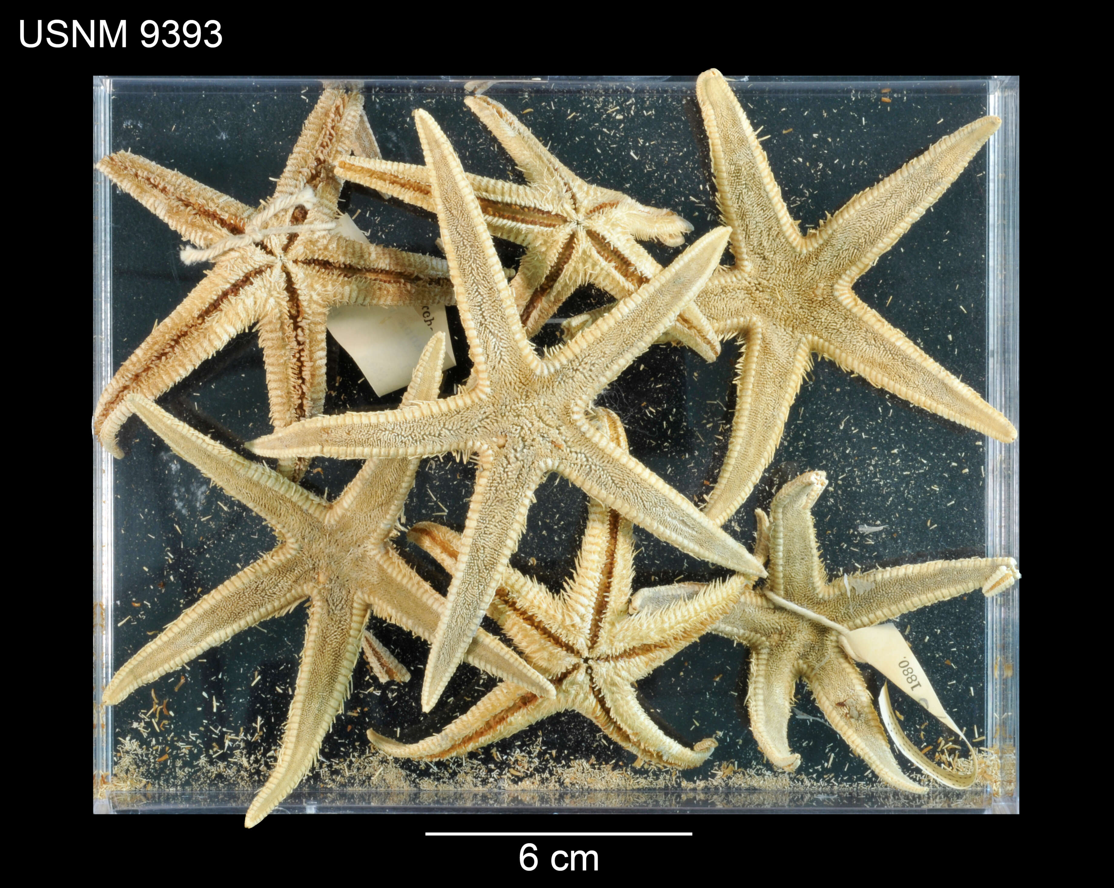 Image of Astropecten americanus (Verrill 1880)