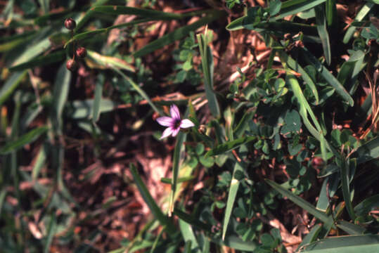 Image of narrowleaf blue-eyed grass