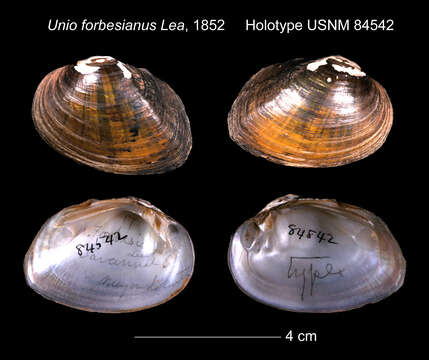 Image of Unio forbesianus I. Lea 1852